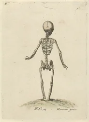 Skelett, von hinten gesehen