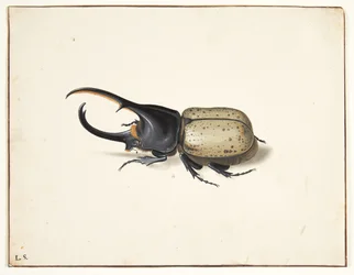 Ein Herkuleskäfer (Dynastes hercules)