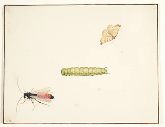Drei Insektenstudien