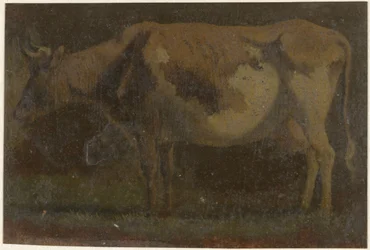 Stehende Kuh, nach links