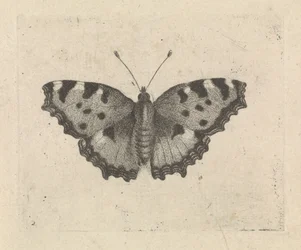 Schmetterling