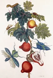 Metamorphose verschiedener Insekten, 1726