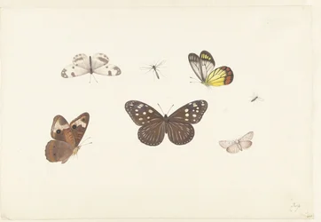 Blatt mit fünf Schmetterlingen und zwei Fliegen