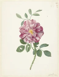 Gallica-Rose (Rosa gallica L. 