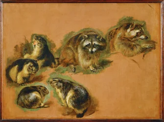 Murmeltier und Waschbären