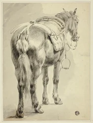 Reitpferd