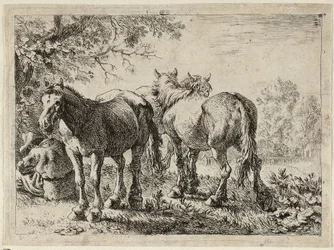 Drei Pferde auf einer Weide