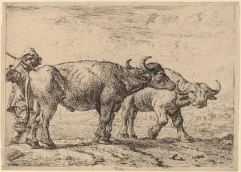 Zwei Büffel und ein Hirte