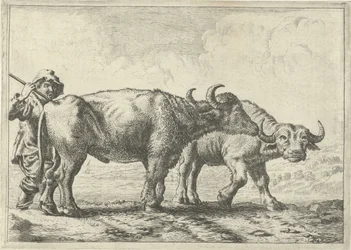 Zwei Büffel und ein Hirte