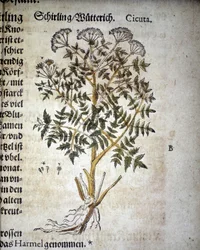 Cicuta - In „Herbarium Mattioli“