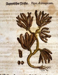 Äthiopischer Pfeffer. Gravur - in „Kreutterbuch Dess Hochgelehrten und weitberühmten Herrn D. Petri Andreae Matthioli“ von Pietro Andrea Mattioli (Matthiole) (1500-1577). Frankfurt
