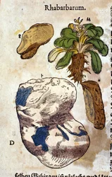 Der Rhabarber. Gravur - in „Kreutterbuch Dess Hochgelehrten unnd weitberuhmten Herrn D. Petri Andreae Matthioli“ von Pietro Andrea Mattioli (Matthiole) (1500-1577). Frankfurt
