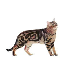 Bengal