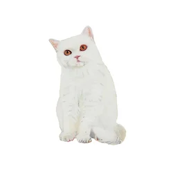 Britisch Kurzhaar Weiß