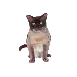 Burmesische Schokolade-Champagner