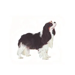 Cavalier King Charles Spaniel