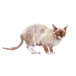 Cornish Rex