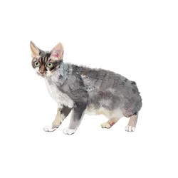 Devon Rex
