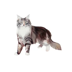 Maine Coon Katze