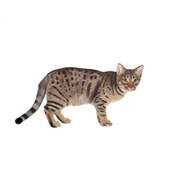 Ocicat, 2014