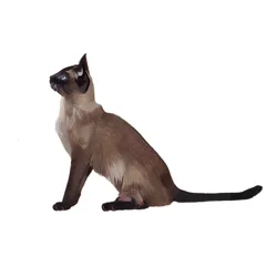 Tonkinese, 2014