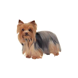 Yorkshire Terrier, 2011