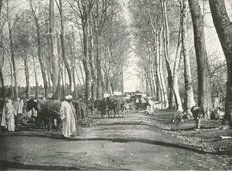 Arabischer Jahrmarkt und Markt, Boufarik, Algerien, 1895