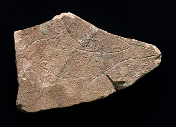 Petroglyphe, die ein Reh darstellt, Parpallo-Höhle, Spanien. Oberes Paläolithikum, Solutreen