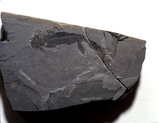 Vorgeschichte: Perm, Paläozoikum. Branchiosaurus (Brachiopode) Fossil. Fund in Rotliegen in Deutschland