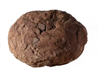 Urgeschichte: Dinosaurierei in der Provence gefunden. Mesozoikum, Jura