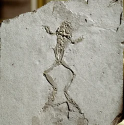 Vorgeschichte: Froschfossil aus dem Fundort Pueyoi da Tervel in Spanien. Miozän. Museo civico di storia naturale, Mailand