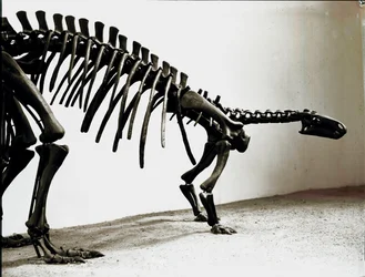 Prähistorie: Skelett des Camptosaurus-Dinosauriers (Camptosaurus Browni). Periode des Oberjura. Museo civico di storia naturale, Mailand