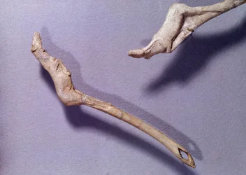 Vorgeschichte: zwei sogenannte „Springendes Pferd“-Speerschleudern aus Rentiergeweih. Mittleres Magdalénien. Saint-Germain-en-Laye, Museum für Nationale Archäologie.
