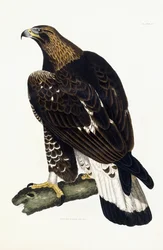 Ein junger Steinadler