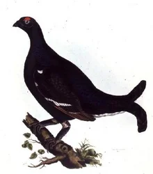 Birkhuhn, aus "Illustrationen der britischen Ornithologie"