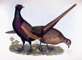 Fasane (Männlich & Weiblich)