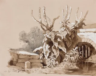 Studie von Pflanzen an einem Graben, mit Ergänzungen eines Lehrers, 1856