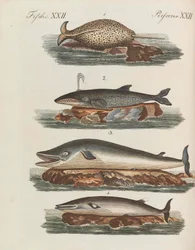 Kinderbilderbuch von Friedrich Johann Justin Bertuch