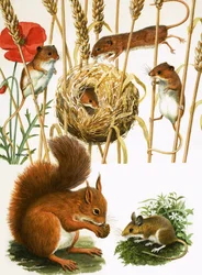 Feldmäuse und Nest, Eichhörnchen und Langschwanzmaus