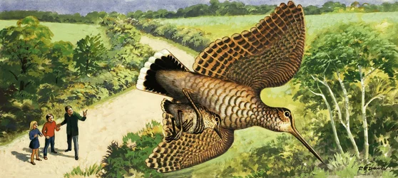 Naturbetrachtung: Der Waldschnepfe