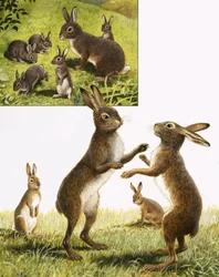 Das Königreich der Natur: Treffen Sie den verrückten Märzhasen