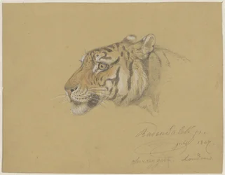 Kopf eines Tigers