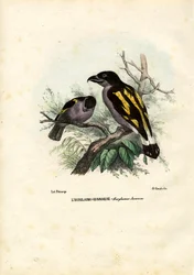 Breitschnäbel, 1863-79