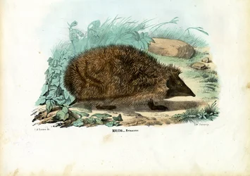 Igel, 1863-79
