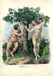 Menschliche Rassen, 1863-79