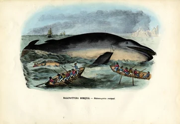 Buckelwal, 1863-79