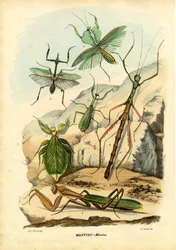 Blattinsekt, 1863-79