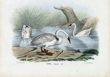 Höckerschwan, 1863-79