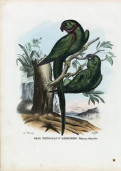 Halsbandsittich, 1863-79