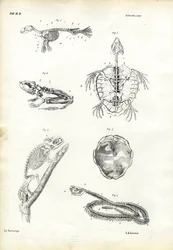 Schildkröte, 1863-79